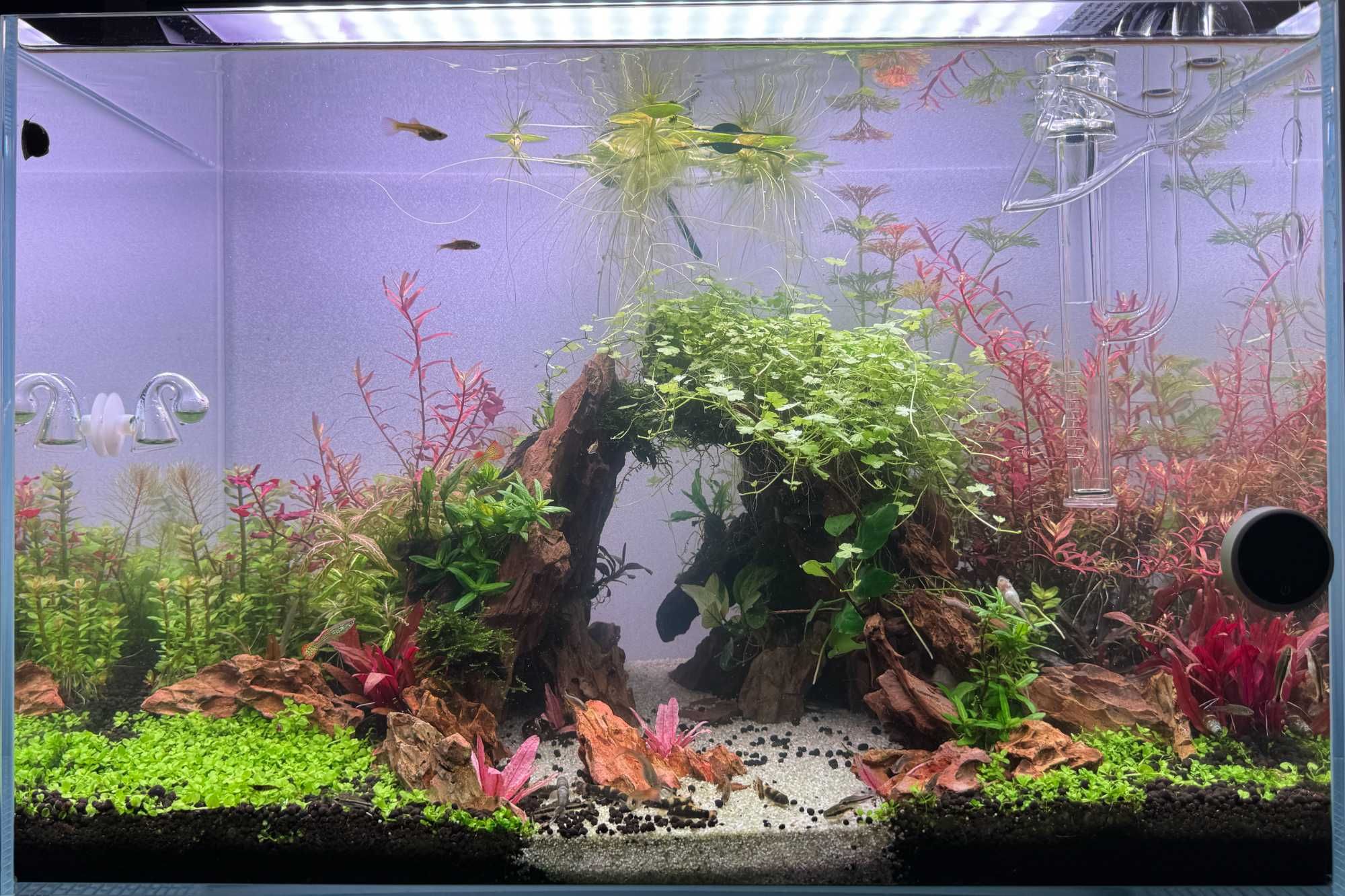 Vendo ou troco plantas aquáticas