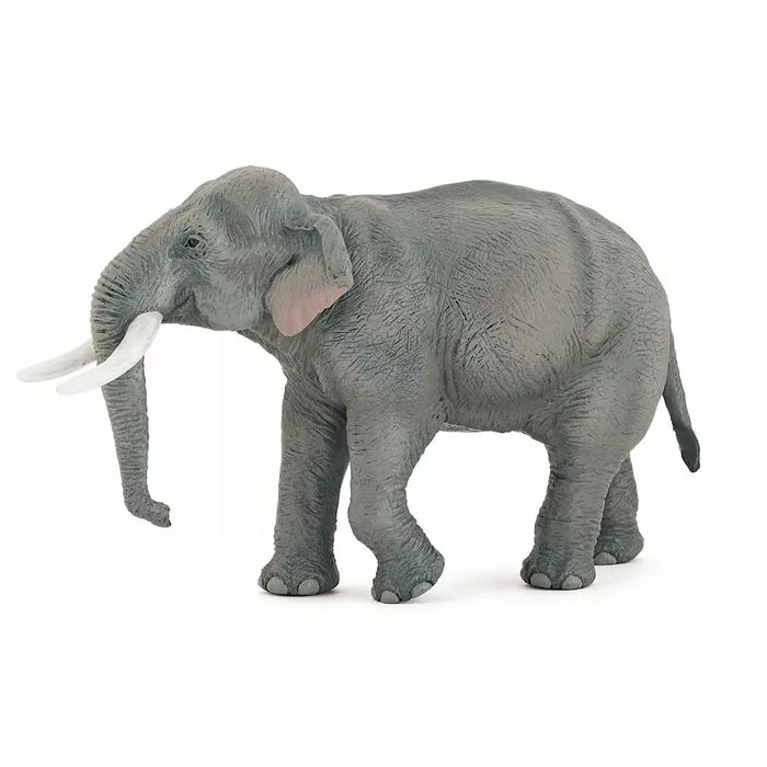 Słoń azjatycki. Papo