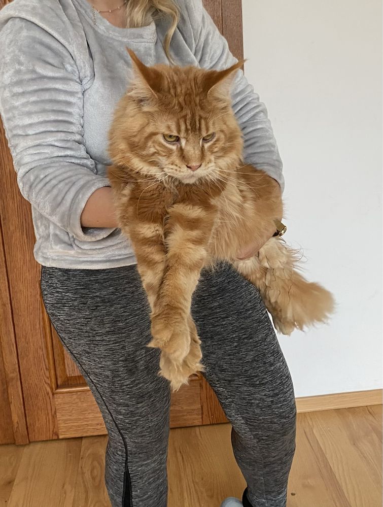 Maine coon reproduktor krycie rodowód FPL