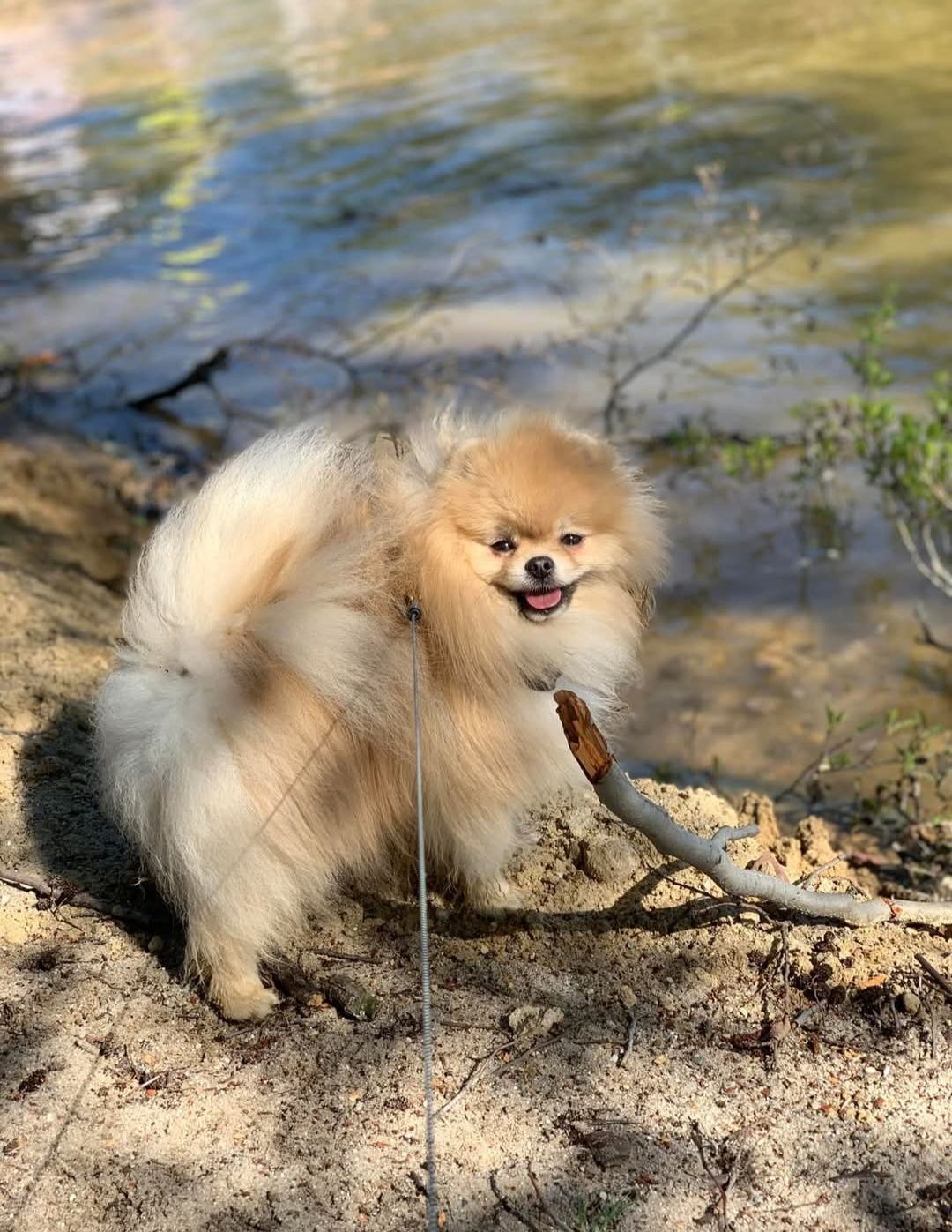 Pomeranian szpic miniaturowy suczka Nena