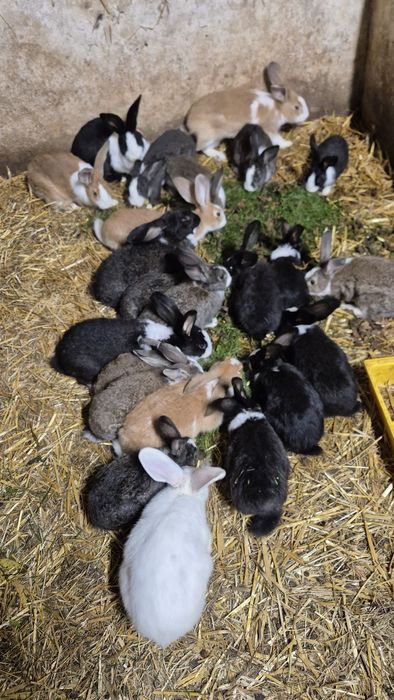 Króliki z własnej chodowli