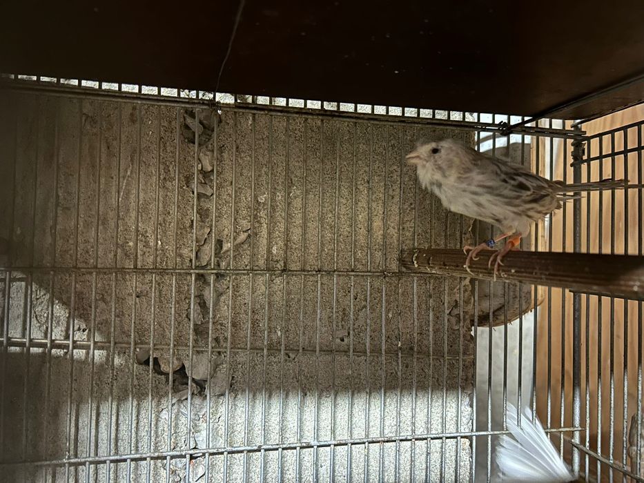 Canários para Venda