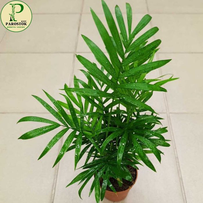 Пальма. Хамедорея Елеганс. Арека. Хризалідокарпус. Фінікова Пальма.