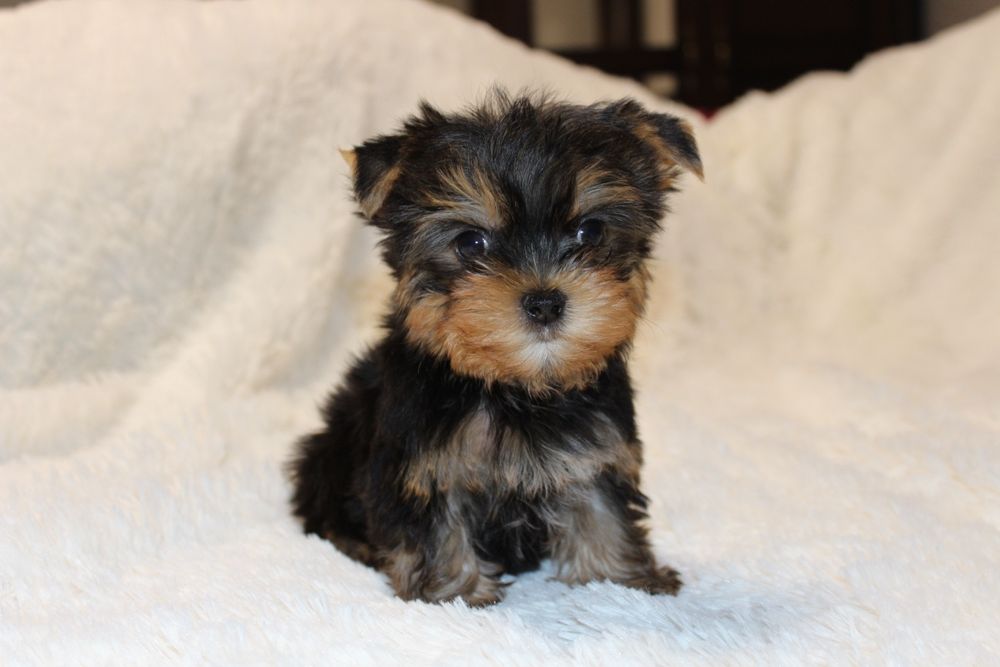 Маленькі і вірні друзі для вас