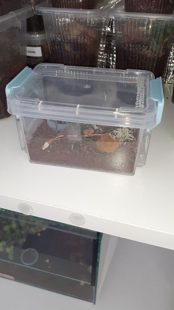 Chromatopelma cyaneopubescens L3 Zestaw startowy