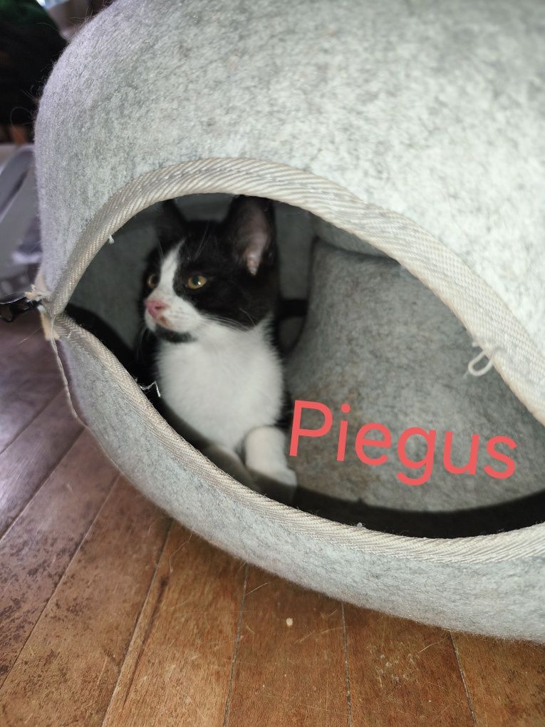 Pięć kocurków do adopcji