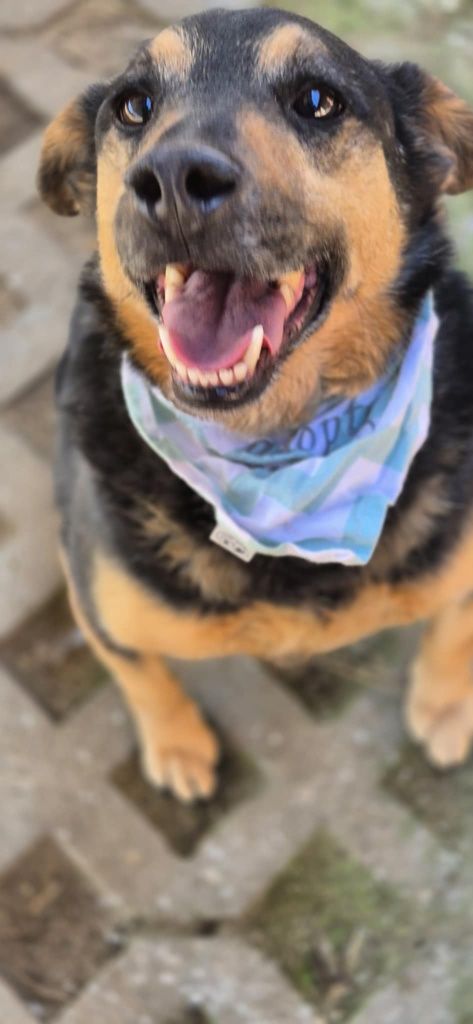 Radosny psiak do adopcji