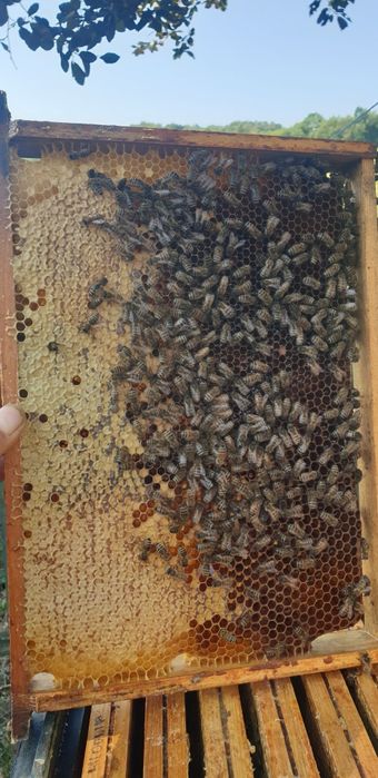 Opieka nad pszczołami. Pszczoły, odkłady, miód. Rodziny pszczele. .