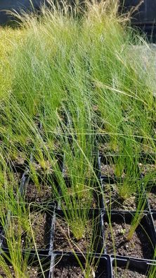 jeżówka kłosowiec pysznogłówka rudbekia astry trawy ozdobne