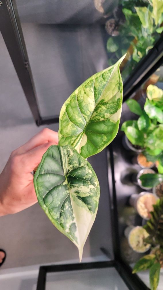 Alokazja Dragon Scale variegata