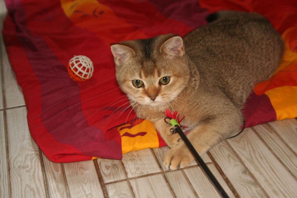 Золотий хлопчик стане вашем улюбленцем