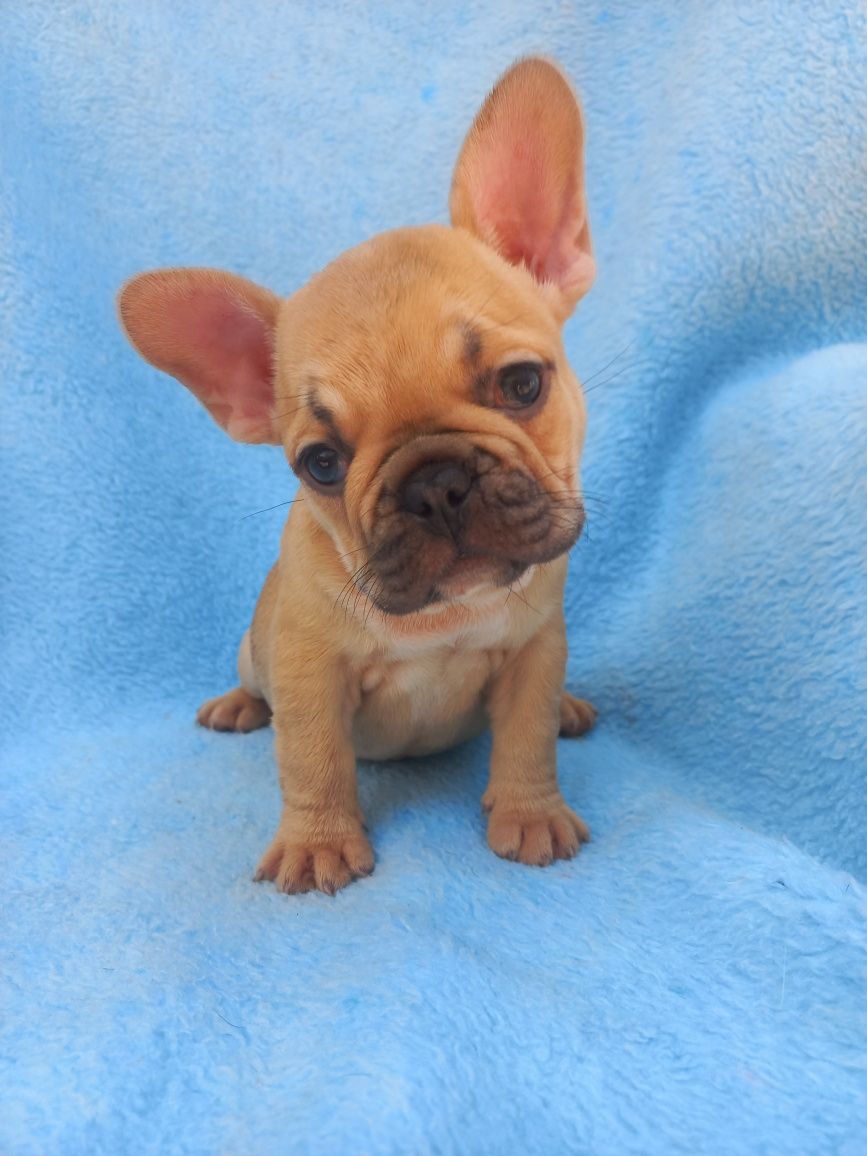 Bulldog francês fêmea  Exelente exemplar da raça