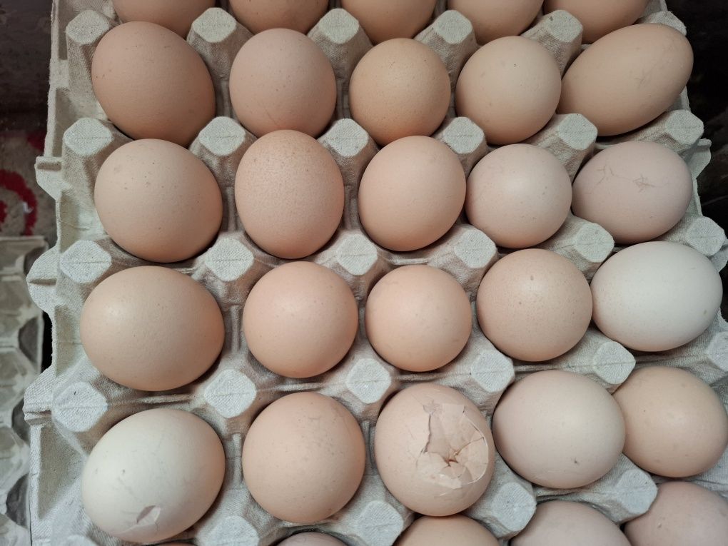Jajka z wolnego wybiegu ( lekko  pęknięte]