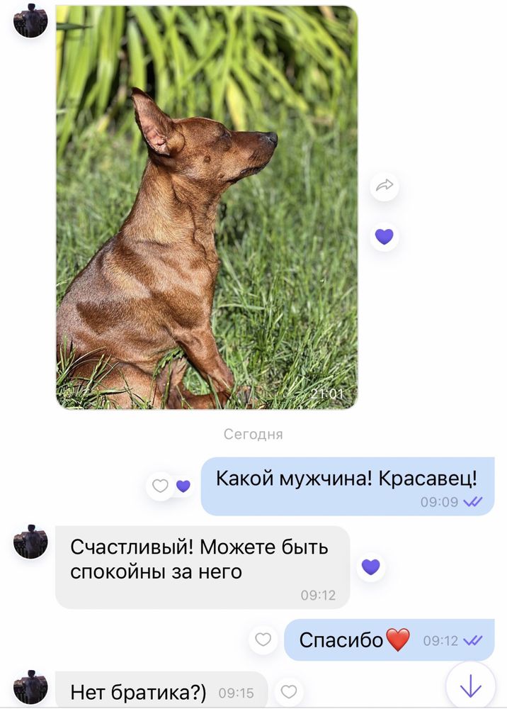Цверги    малыши