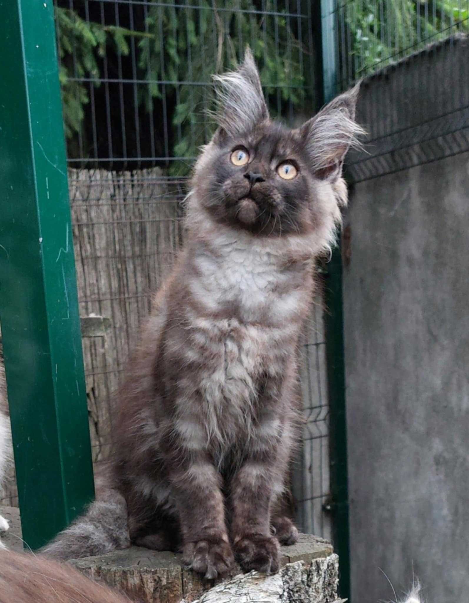 kotek Maine Coon rodowód FPL Felis Polonia