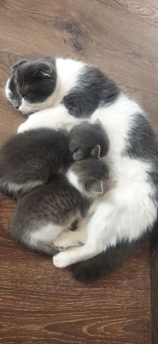 Киця, попелово біла.