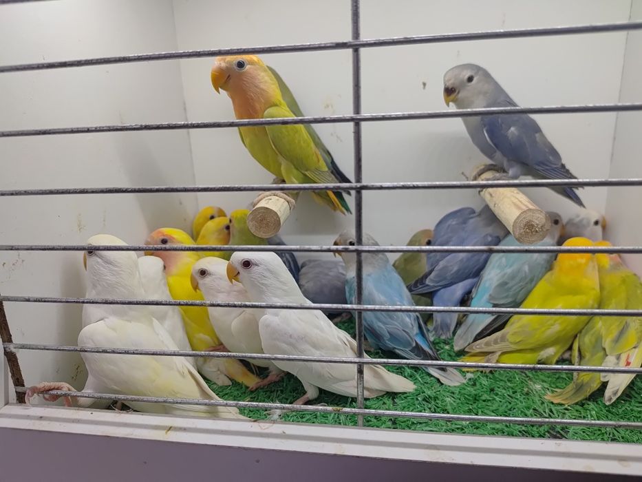 Papugi Papużki nierozłączki czerwonoczelne - młode 2025r