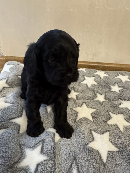 Cavapoo, Cavalier King Charles Spaniel, Pudel