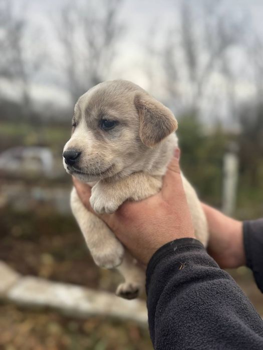 Цуцинята Лабладора