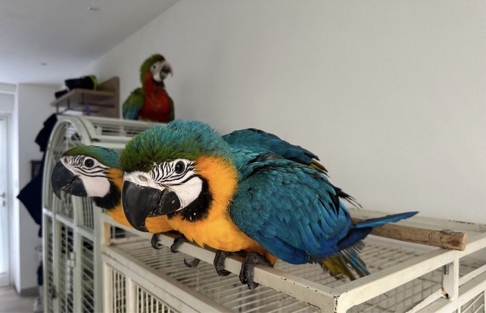 Экзотические попугаи Ара молодые ручные птенцы