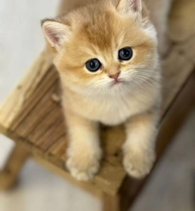 Кошеня золота шиншила хлопчик