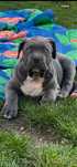 American Bully Xl chłopiec