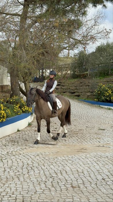 Poldro Lusitano Puro - Potro Bay Blue book Complet Ortigao coast lines