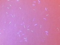 Мелованная бумага в пачках , формат SR3 (32*45) от 115- 300г/м2,