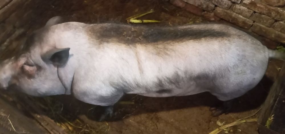 Продам в'єтнамські свині