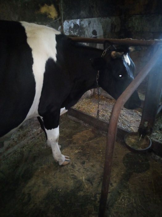 Продам добру молоду корову