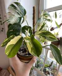 Philodendron florida beauty