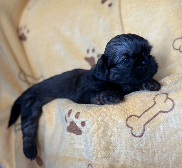 Shih Tzu, Ares z rodowodem