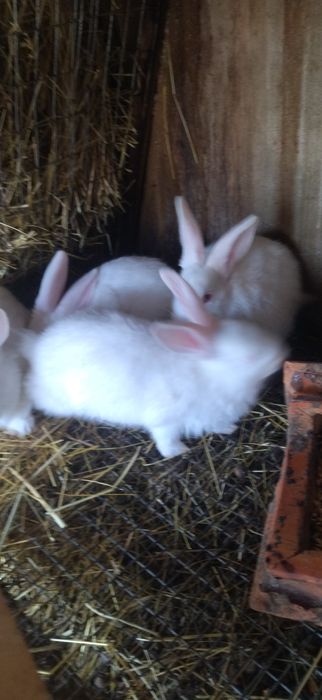 Кролята Каліфорнії,та Термонців.