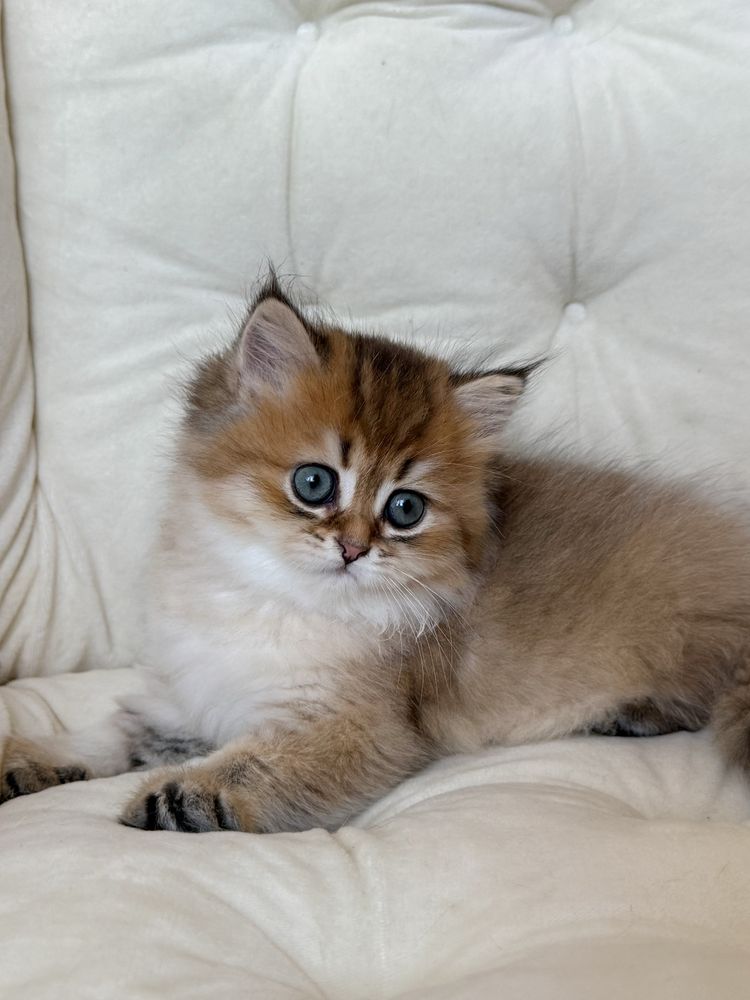 Шотландський котик, scottish straight, шотландські кошенята