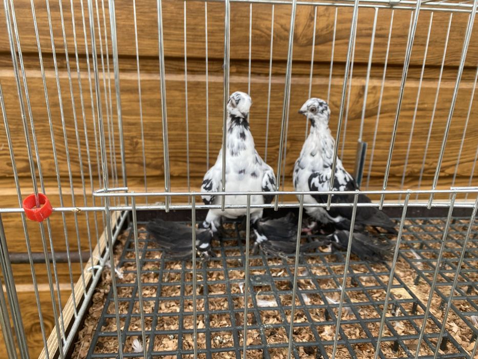 Golebie ozdobne sprzedam