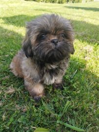 Szczeniaczek shih tzu