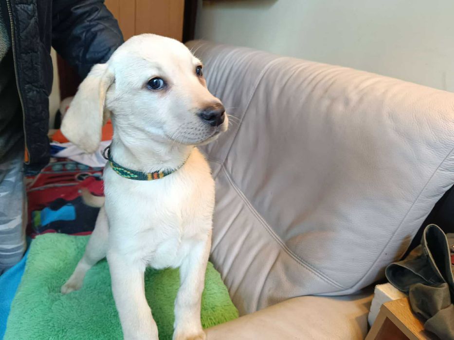 Labrador szczeniak [ jasny ]