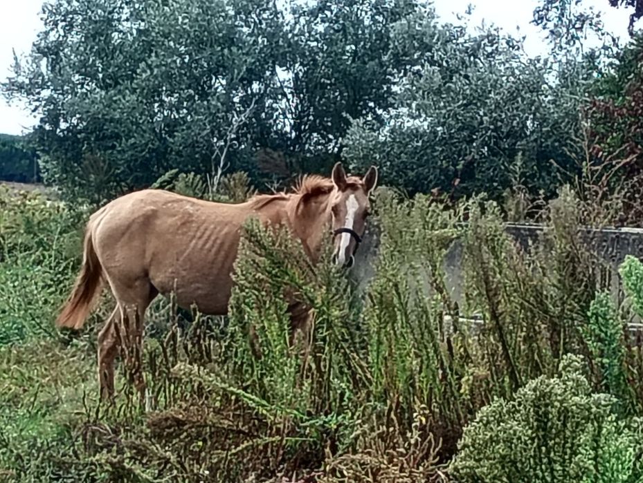 Égua 2 anos 1,60 m está para venda e para troca