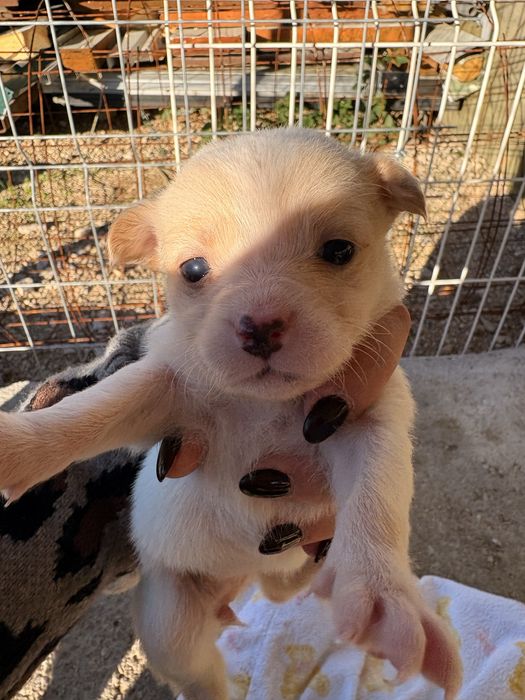 PARA DOAÇÃO - Cães de porte pequeno com 1 mês