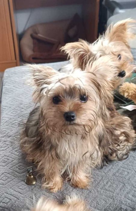 Yorkshire terrier