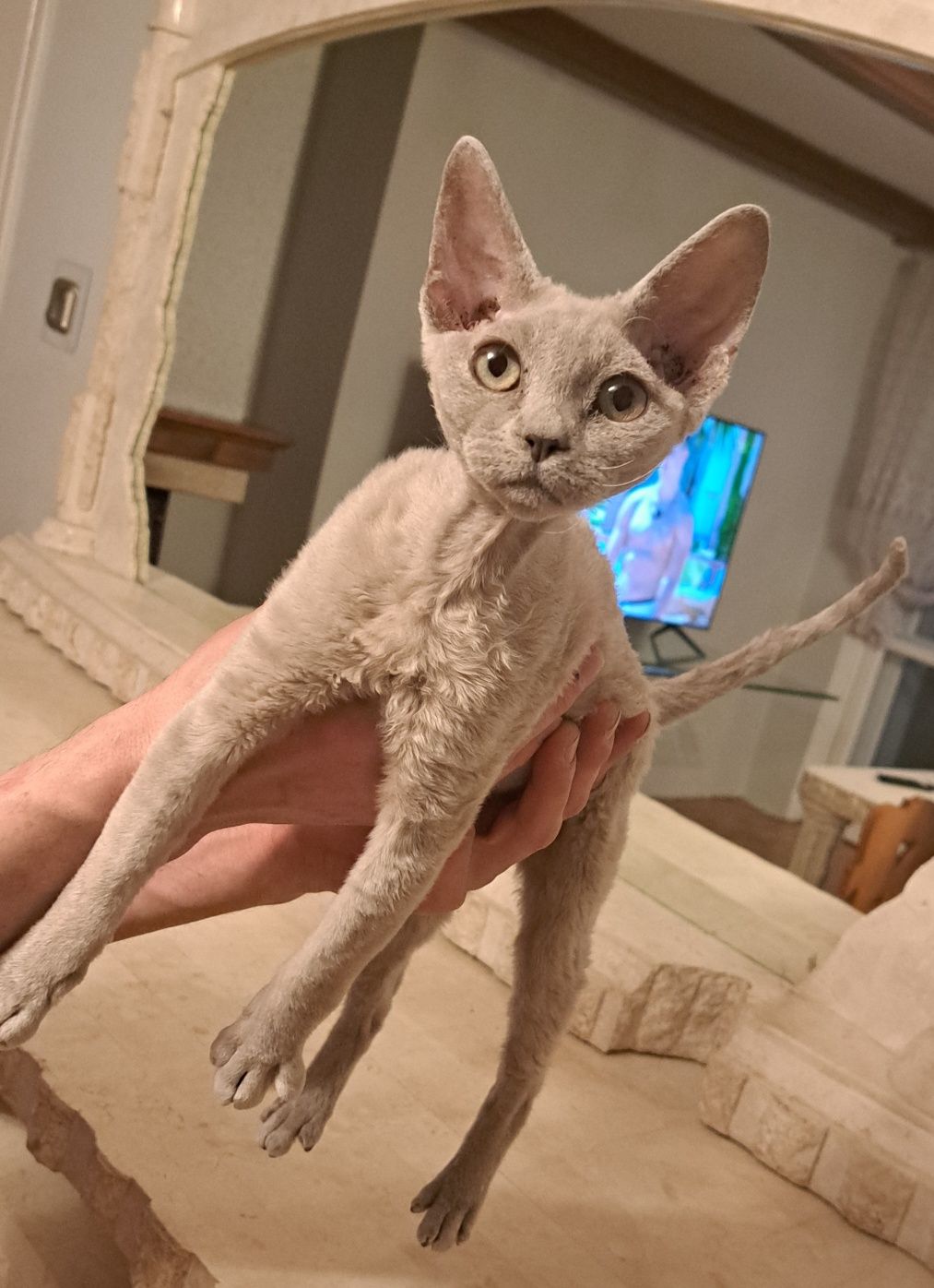 Devon rex kocurek liliowy bez kastracji