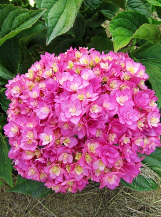 Гортензія Тугезер (Hydrangea macrophylla You & Me Together)