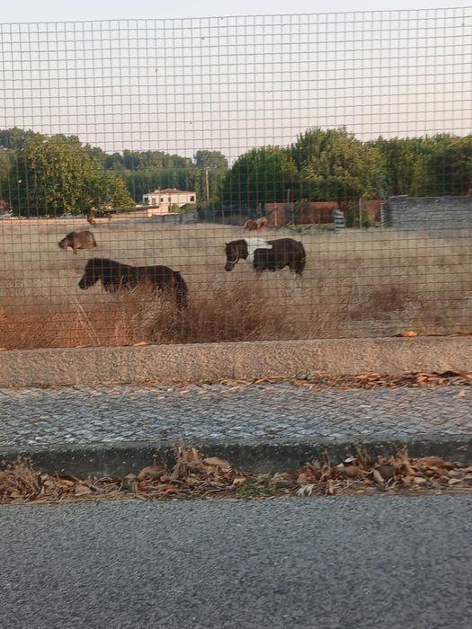 Poneis montados e engatados