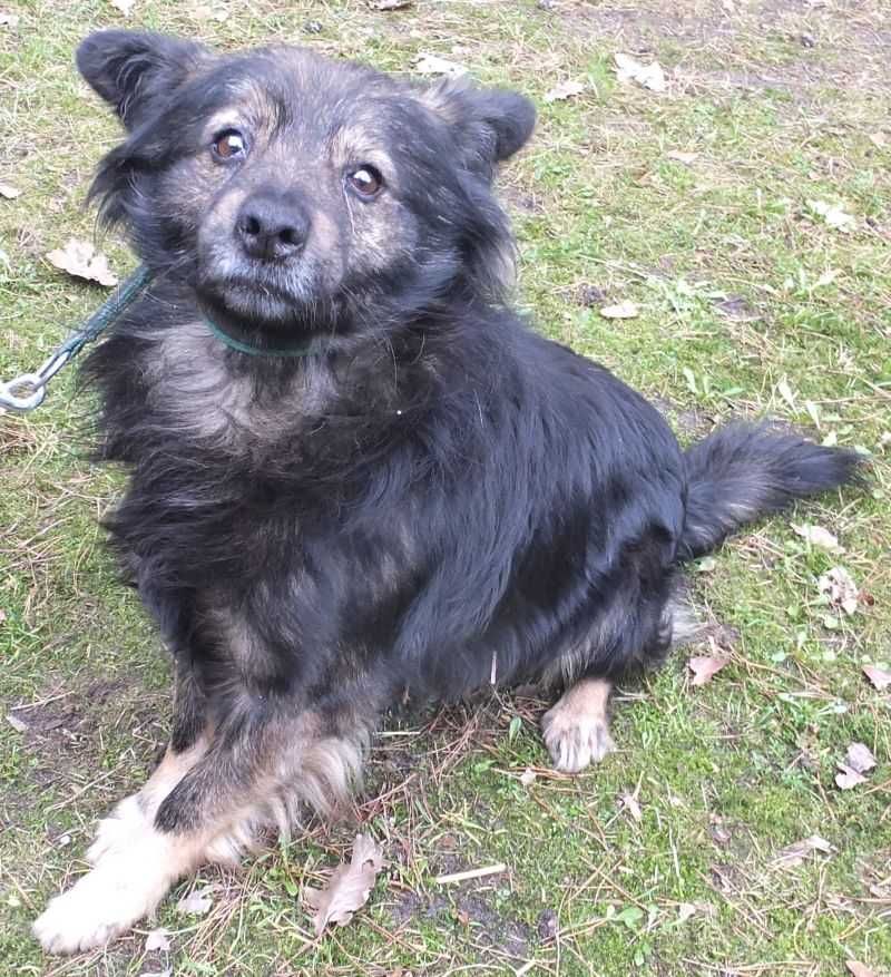 Lewarek, nieduży pies, czarny z szarym do adopcji