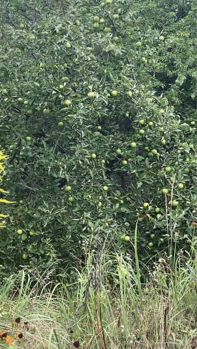 Ділянка 12,5 сот. м. Обухів, ж-м Лукавиця.