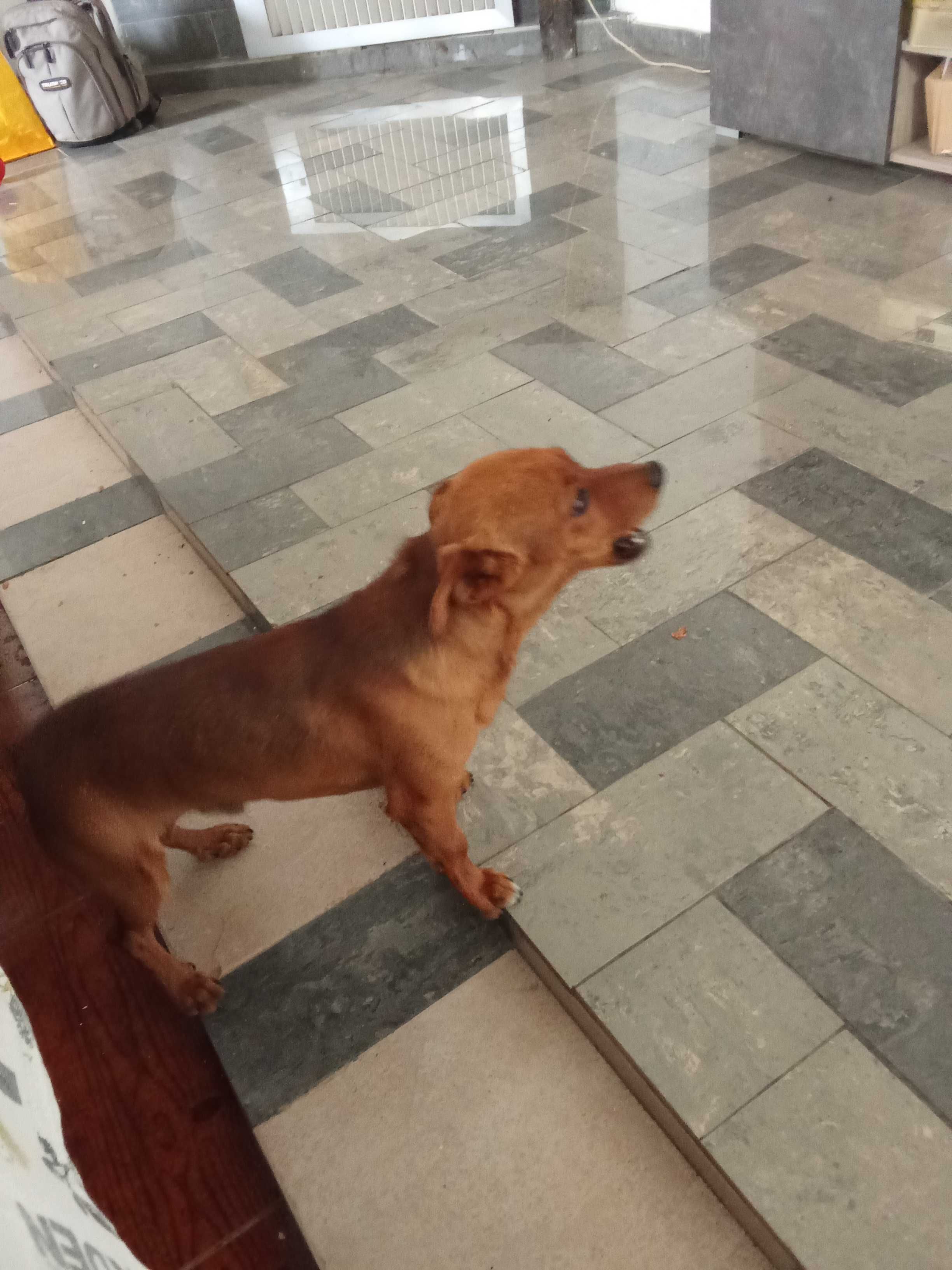cão para adoção, muito brincalhao