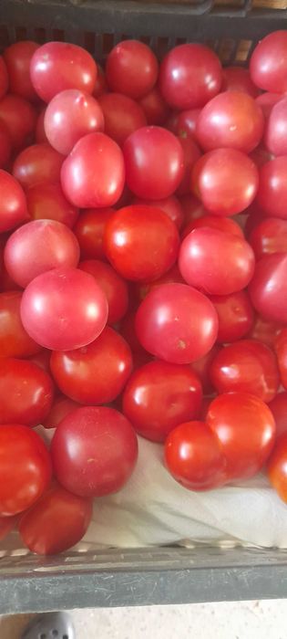 Pomidory gruntowe sprzedam PROMOCJA