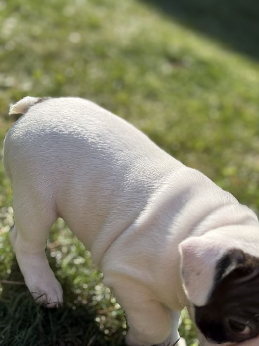 Suczka buldog francuski