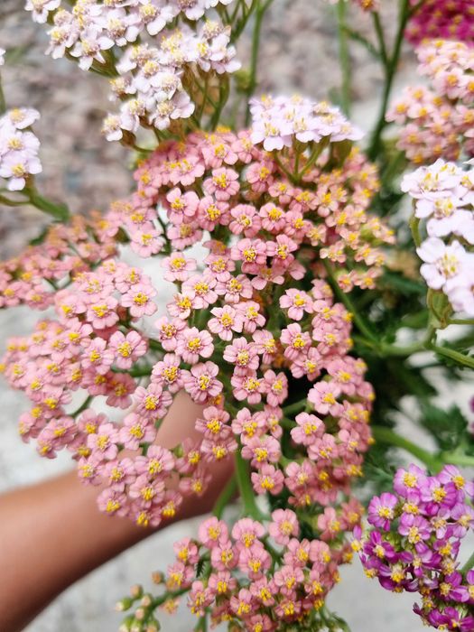 Набор тысячелистников саженцев