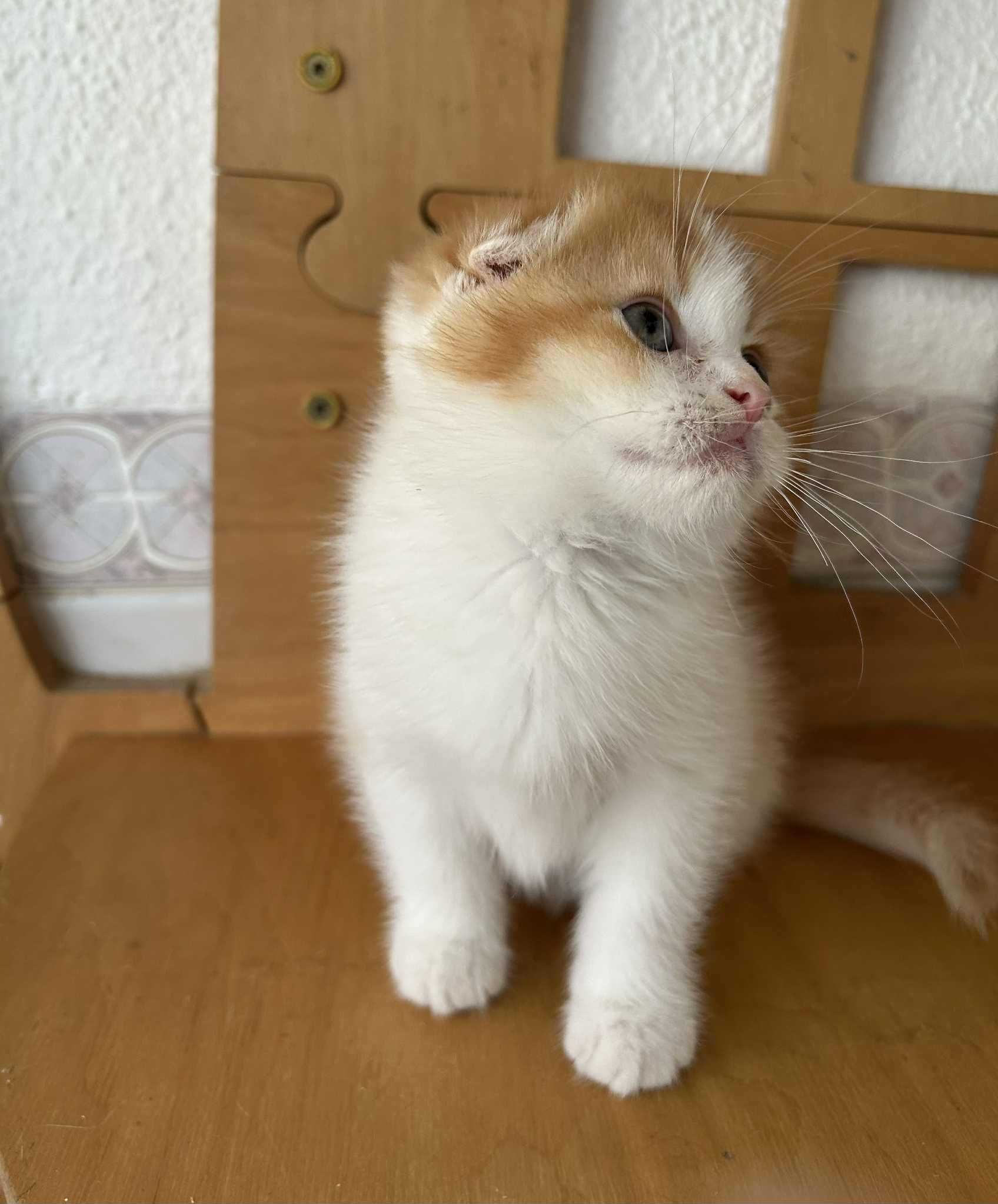 Menino scottish fold